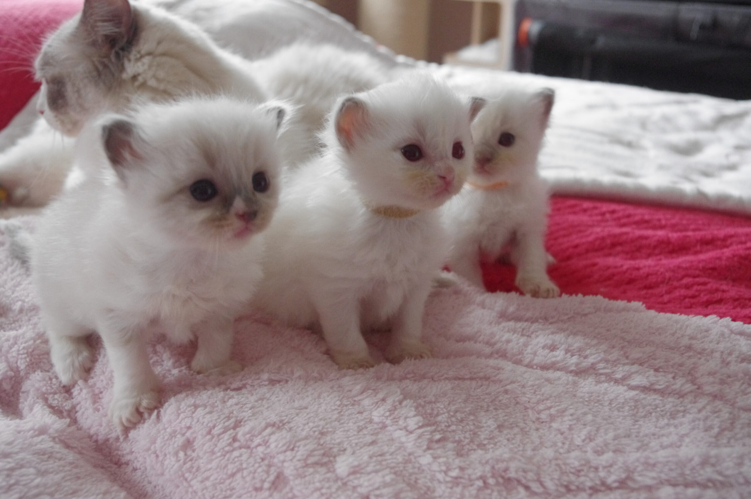 3 Wochen alt