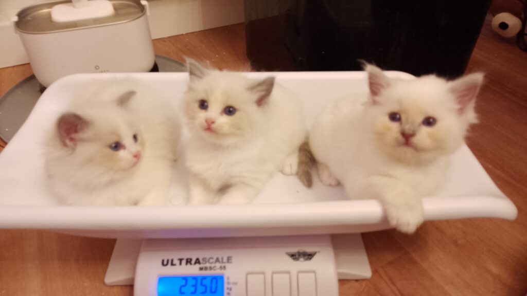 IMG_20251008_204903 IMG_20251008_204903