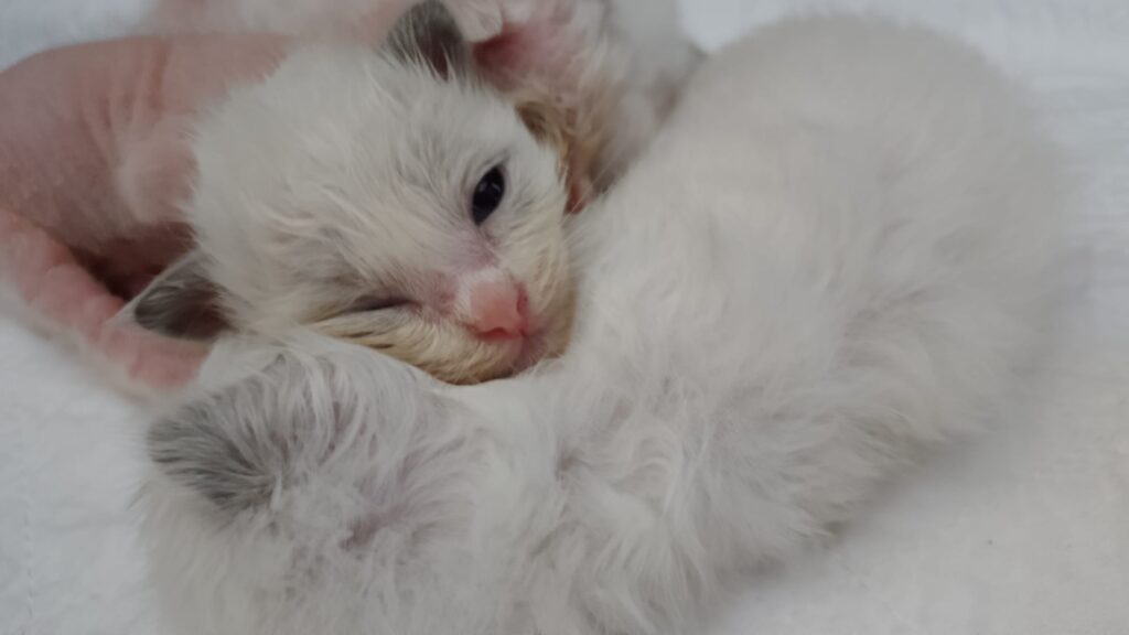 WhatsApp Bild 2025-09-11 um 16.00.48_ef08088e WhatsApp Bild 2025-09-11 um 16.00.48_ef08088e